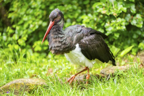 Black stork (Ciconia nigra) walking on a meadow, Bavaria, Germany