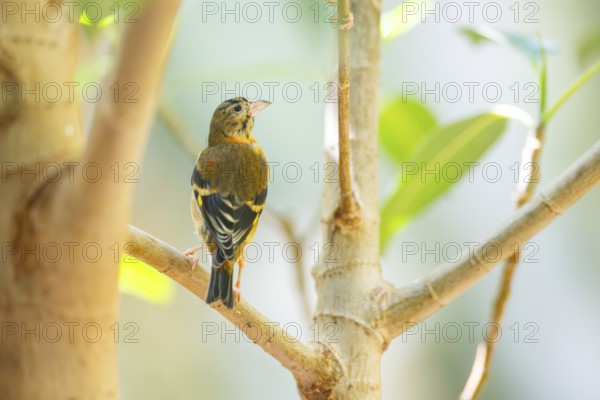Red siskin (Spinus cucullatus) sitting on a branch, captive, Zoo Augsburg, Germany