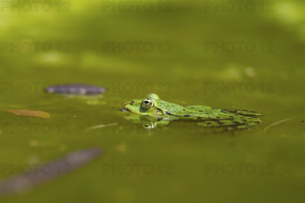 Edible frog (Pelophylax esculentus) in water, Bavaria, Germany