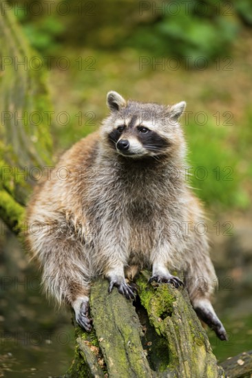 Common raccoon (Procyon lotor) on the edge of a little lake, Bavaria, Germany