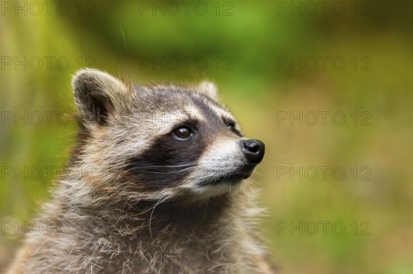 Common raccoon (Procyon lotor), portrait, Bavaria, Germany