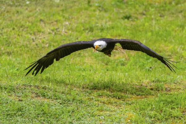 Bald eagle (Haliaeetus leucocephalus) flying over a meadow, hunting, Bavaria, Germany