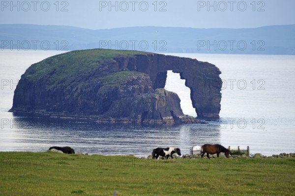 Coastal landscape with grazing horses and a striking rock formation in the background, Dore Holm, Hillswick, Eshaness, Shetland Islands, Scotland, Great Britain
