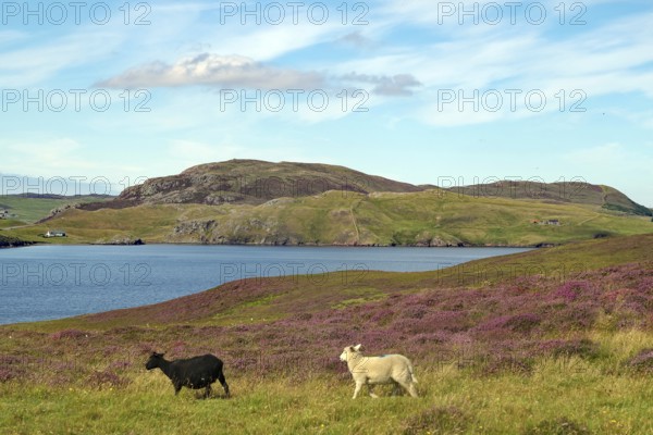Two sheep grazing on green hilly landscape next to a loch under cloudy sky, heather blossom, Eshaness, Shetland Islands, Scotland, United Kingdom