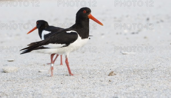 An oystercatcher (Haematopus ostralegus) with a long red beak, red eyes, red legs and black and white plumage stands in the foreground, another one in the background, on a sandy beach, and takes a step, ringed, looking into the camera, nobody, deserted, without people, maritime, sand, beach, sea, seabird, wader, waders, limicoles, Insel Düne, Helgoland, Schleswig-Holstein, North Sea, Germany