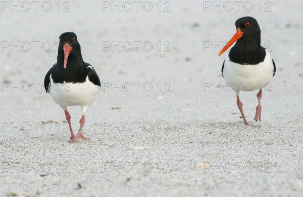 Two oystercatchers (Haematopus ostralegus) with long red beaks, red eyes, red legs and black and white plumage walk side by side over a sandy beach, sandy beach, ringed, pair, walk, walk, one looks at the other, nobody, deserted, without people, maritime, sand, sea, seabird, wading bird, waders, limicoles, island dune, Heligoland, Schleswig-Holstein, North Sea, Germany