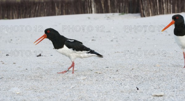 African oystercatcher (Haematopus ostralegus) with long red beak, red eyes, red legs and black and white plumage walks across a sandy beach and calls, calling, open beak, stride, ringed, another looks into the picture from the right, in the background, branches stuck into the sand to protect the dunes, nobody, deserted, without people, maritime, sand, beach, sea, seabird, wading bird, waders, limicoles, island dune, Heligoland, Schleswig-Holstein, North Sea, Germany