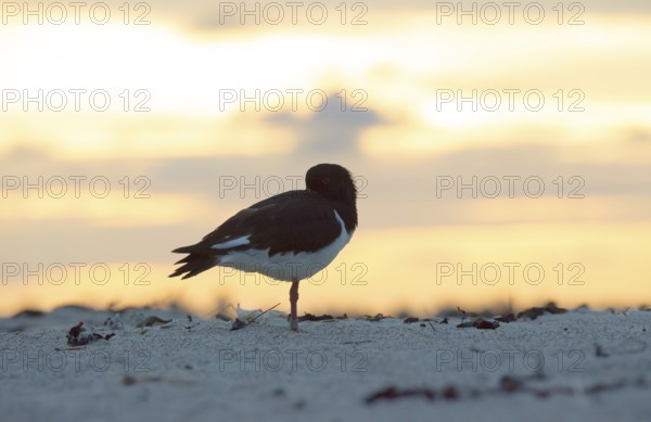 Oystercatcher (Haematopus ostralegus) stands on one leg on the beach at sunset and sticks its beak into its feathers, open eye looks into the camera, resting, relaxing, relaxation, resting, sleep, tired, tiredness, the light paints the sky and the clouds in warm tones (orange, yellow, gold), sandy beach, sand, deserted, nobody, evening, maritime, serenity, silhouette, view, sea, seabird, wading bird, waders, limicoles, island dune, Helgoland, Schleswig-Holstein, North Sea, Germany