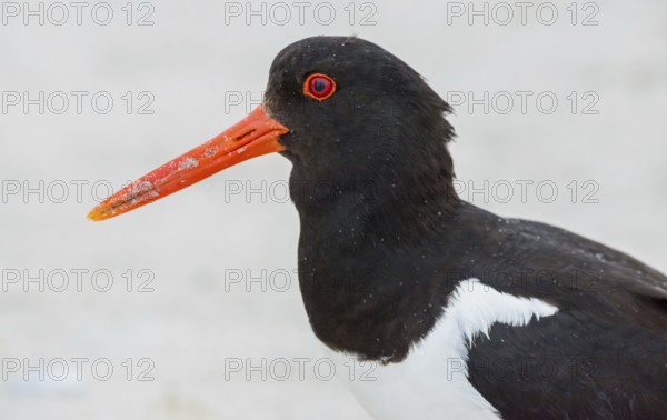 Oystercatcher (Haematopus ostralegus) with sandy, long red beak, red eyes and black and white plumage, close-up, portrait, portrait, looking into the camera, sandy beach, maritime, sand, beach, sea, seabird, wading bird, waders, limicoles, island dune, Helgoland, Schleswig-Holstein, North Sea, Germany