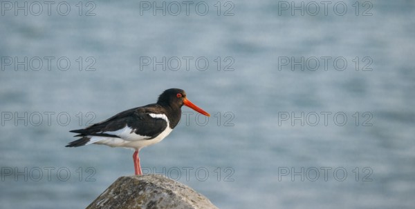 An oystercatcher (Haematopus ostralegus) stands on a stone by the sea in front of the blue water, calm sea, concrete tetrapod, warm light in the evening, nobody, deserted, without people, maritime, seabird, wading bird, waders, limicoles, Insel Düne, Helgoland, Schleswig-Holstein, North Sea, Germany