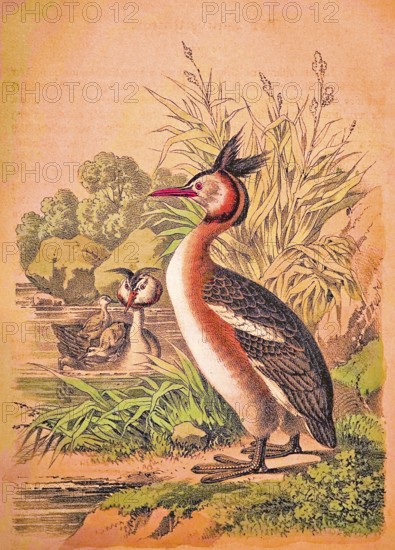 Great crested grebe (Podiceps Scalloped ribbonfish) family with chicks on the river bank, reeds, moss, plants, rocks, nature, tranquillity, coloured drawing, historical illustration 1877