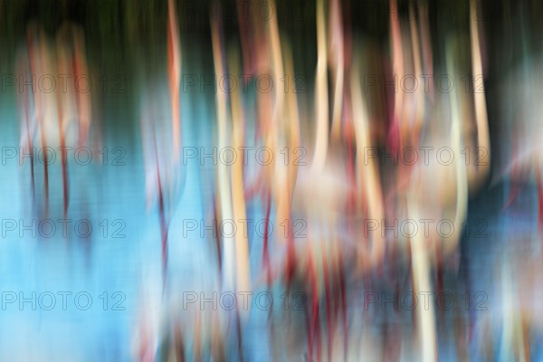 Flamingos in pond, colourful, wipe effect, motion blur, background image, text free space, Camargue, France