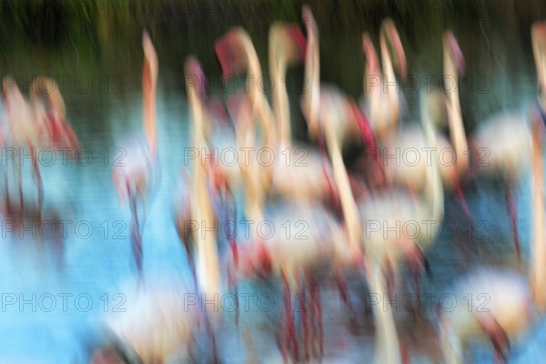 Flamingos in sunlight, colourful, symbolic image dance in pond, wipe effect, motion blur, background image, text free space, Camargue, France