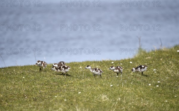 Nile goose chicks (Alopochen aegyptiaca) at Katinger Watt, Schleswig-Holstein, Germany