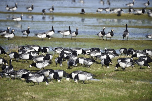 Barnacle geese, white-fronted geese, (Branta leucopsis) on the Katinger Watt, Schleswig-Holstein, Germany