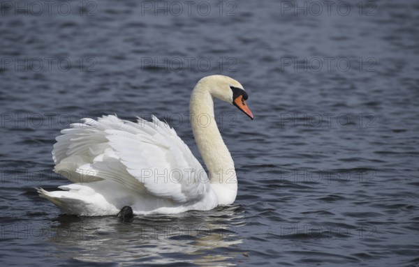 Mute swan (Cygnus olor) on a lake, Schleswig-Holstein, Germany