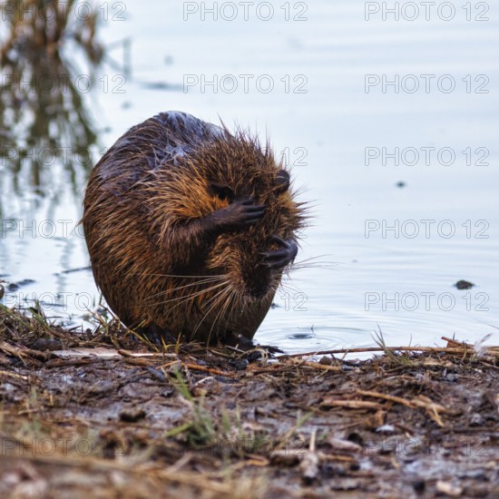 Nutria (Myocastor coypus) at the pond, bank, animal behaviour, Pont de Gau bird park, Saintes-Maries-de-la-Mer, Camargue Regional nature park Park, France