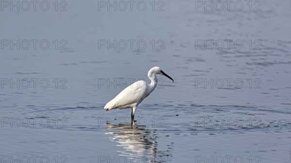 Little Egret (Egretta garzetta) in the pond, Pont de Gau Bird Park, Saintes-Maries-de-la-Mer, Camargue Regional nature park Park, France