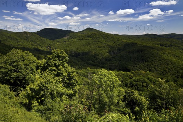 Siebengebirge, low mountain range on the right bank of the Rhine, Königswinter, North Rhine-Westphalia, Germany