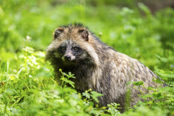 Common raccoon dog (Nyctereutes procyonoides) sitting in the grass, Bavaria, Germany