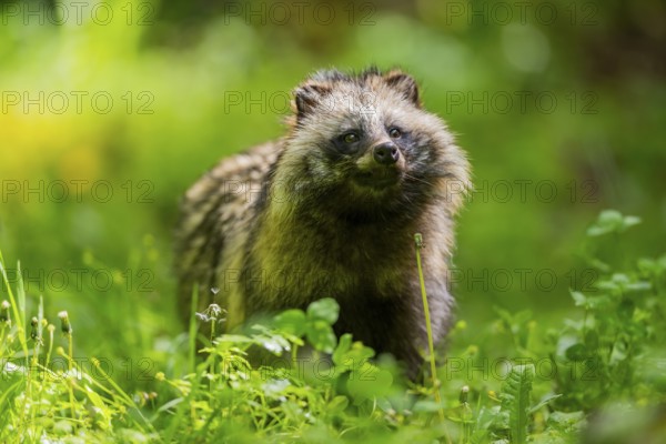 Common raccoon dog (Nyctereutes procyonoides) standing in the grass, Bavaria, Germany