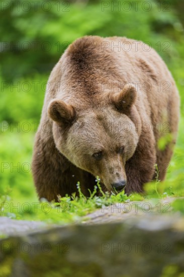 Brown bear (Ursus arctos) walking on a meadow, Bavaria, Germany