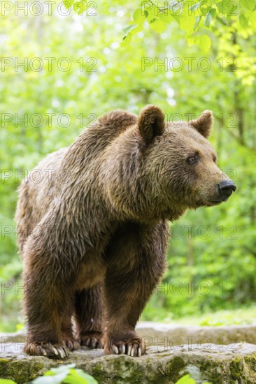 Brown bear (Ursus arctos) standing on a rock, Bavaria, Germany