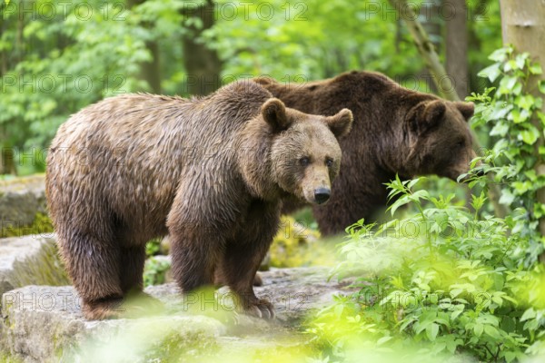 Brown bear (Ursus arctos) standing on a rock, Bavaria, Germany