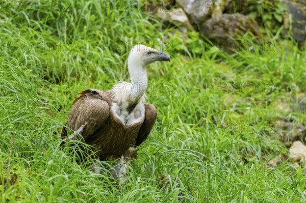 Eurasian griffon vulture (Gyps fulvus) on a meadow, Bavaria, Germany