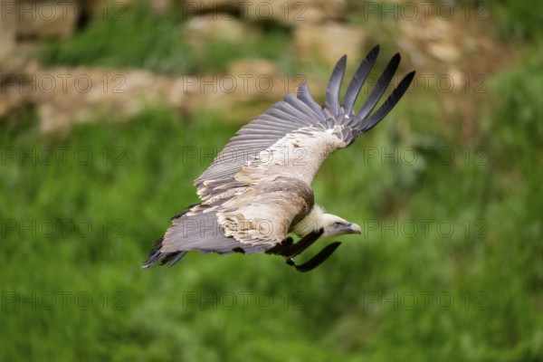 Eurasian griffon vulture (Gyps fulvus) flying, Bavaria, Germany