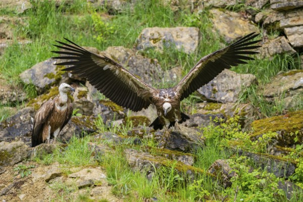 Eurasian griffon vulture (Gyps fulvus) landing on a rock, Bavaria, Germany