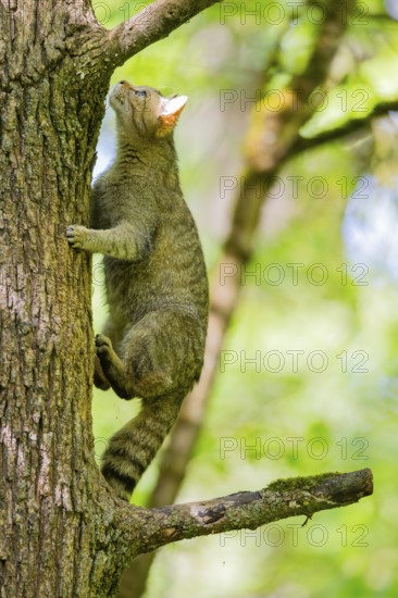 European wildcat (Felis silvestris) on a tree, Bavaria, Germany
