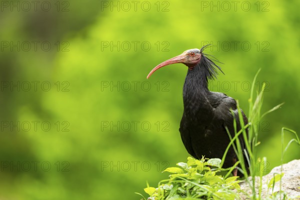 Northern bald ibis (Geronticus eremita) sitting on a meadow, Bavaria, Germany