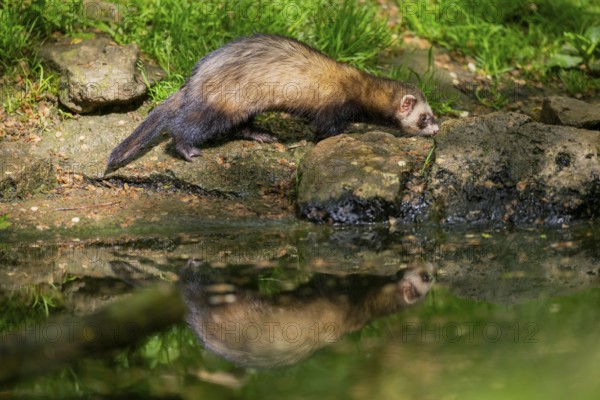 Ferret (Mustela putorius furo) on the edge of a little lake, Bavaria, Germany