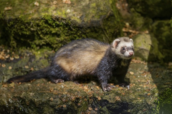 Ferret (Mustela putorius furo) on a rock, Bavaria, Germany