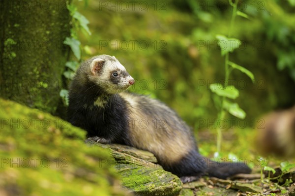 Ferret (Mustela putorius furo) on an old tree trunk, Bavaria, Germany