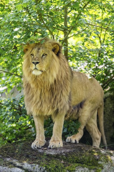 Southern African lion (Panthera leo melanochaita) male, standing on a rock, captive, Zoo Augsburg, Germany