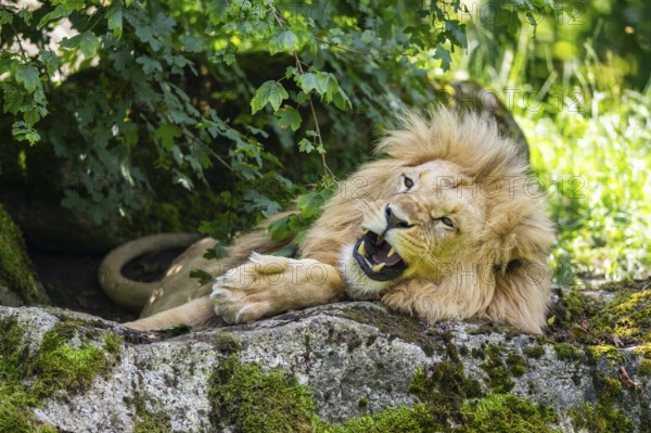 Southern African lion (Panthera leo melanochaita) male, lying on a rock, captive, Zoo Augsburg, Germany