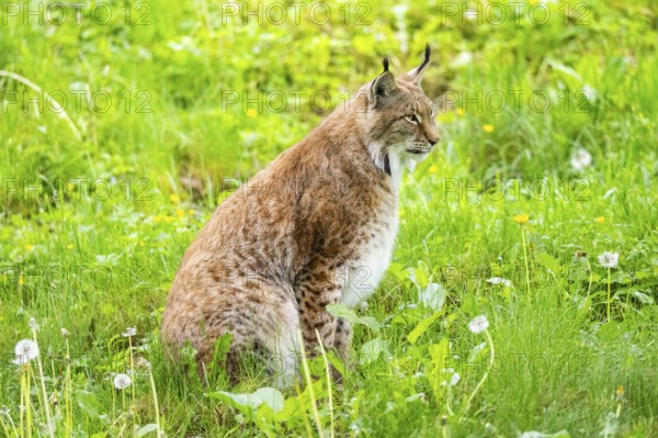 Eurasian lynx (Lynx lynx) sitting in the grass, Bavaria, Germany