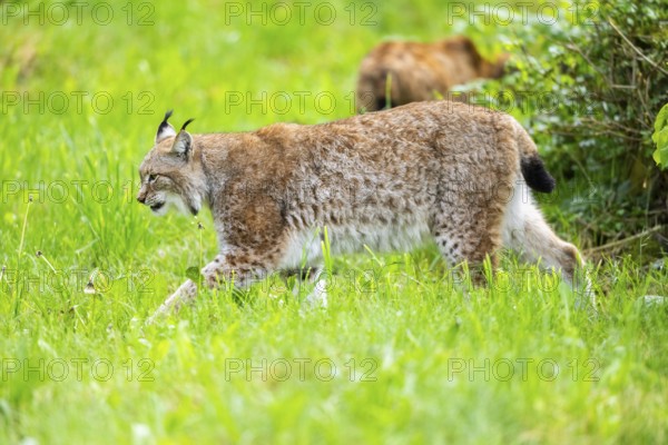 Eurasian lynx (Lynx lynx) walking in the grass, Bavaria, Germany