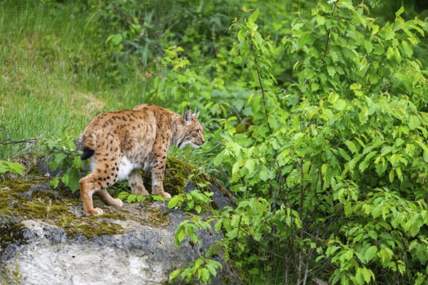 Eurasian lynx (Lynx lynx) standing on arock, Bavaria, Germany