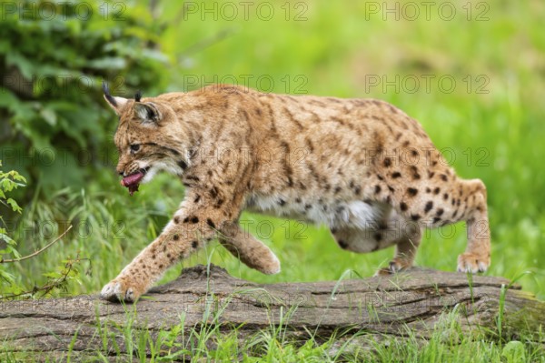 Eurasian lynx (Lynx lynx) jumping over a tree trunk in the grass, Bavaria, Germany