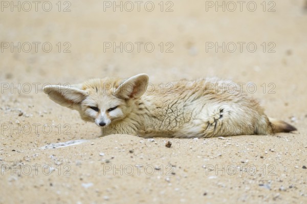 Fennec fox (Vulpes zerda) lying in the sand, captive, Zoo Augsburg, Bavaria, Germany
