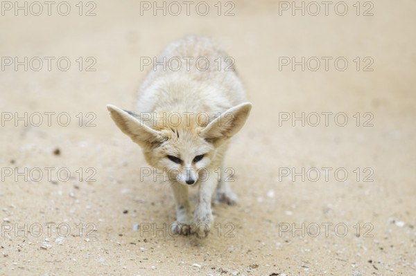 Fennec fox (Vulpes zerda) walking in the sand, captive, Zoo Augsburg, Bavaria, Germany