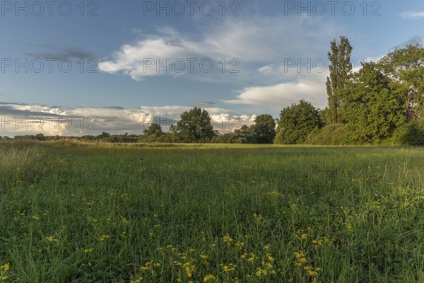 A serene meadow captures the beauty of nature in the early evening. Bright green grass and wildflowers adorn the landscape, while trees frame the scene under a vibrant sky. Bas rhin, Alsace, Grand Est, France