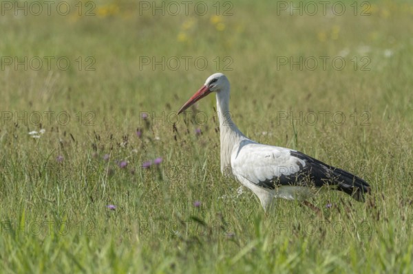 A stork strides gracefully through a vibrant green meadow, searching for food among the wildflowers. The sunny weather emphasises the lush surroundings in spring. Bas rhin, Alsace, Grand Est, France