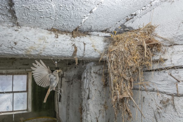Black redshank (Phoenicurus ochruros) in flight to feed its chicks in the nest in an old barn. Bas rhin, Alsace, grand est, France