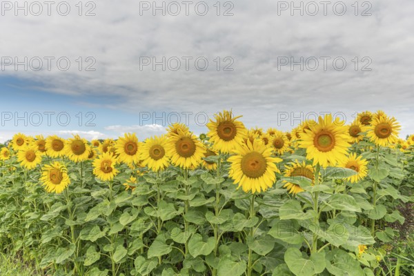A bright field of sunflowers stretches to the horizon, their yellow petals glowing in the soft light of a cloudy late afternoon sky. Green foliage surrounds the cheerful blossoms. Bas rhin, Alsace, Grand Est, France