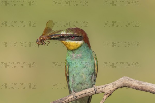 European bee-eater (Merops apiaster) with a flock in its beak on a branch in spring. Jechtingen, Kaiserstuhl, Germany