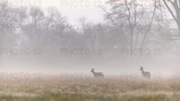 At early dawn, two deer can be seen moving gracefully across a wide open field surrounded by distant trees. The tranquil atmosphere emphasises the peaceful natural scene. Bas rhin, Alsace, Grand Est, France